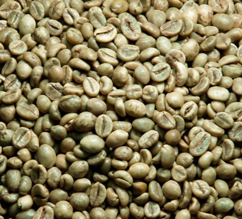 Unroasted - Indian Robusta Coffee